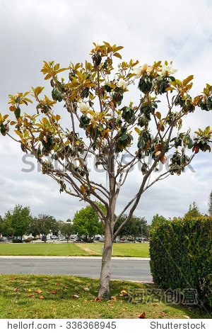 南加州的木兰树张开白花在阴暗的一天 - 自然,