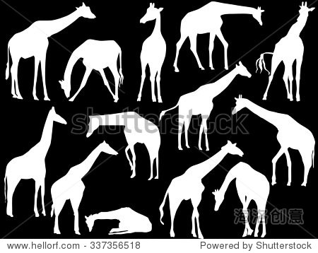 illustration with giraffes collection isolated on black background