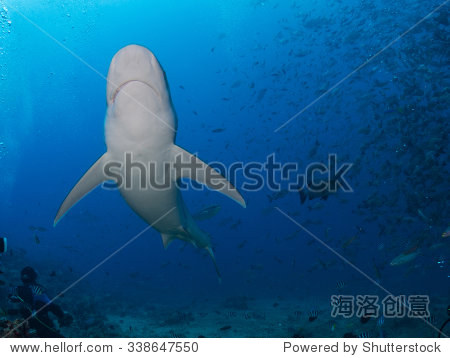 bull shark fiji - 图片素材 - 站酷海洛plus正版图片