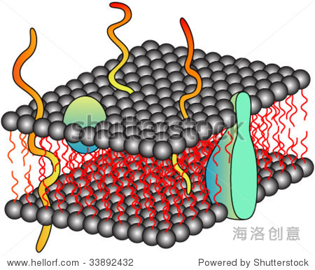cell membrane,cell nucleus structure of cell membrane (fluid mosaic model)