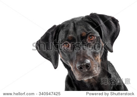 intently,botter curious cute black dog staring intently at the camera with cock