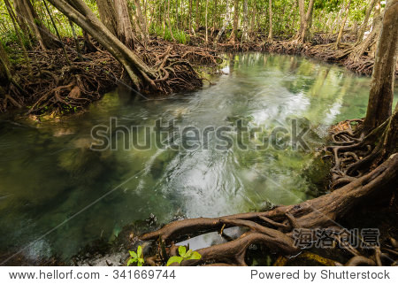 swamp forest with root and flow water.