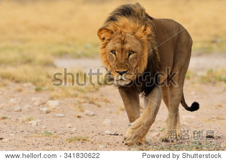 black mane lion walking - 图片素材 - 站酷海洛plus
