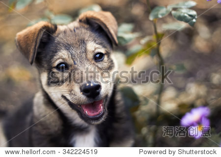 cute puppy among the grass and flowers