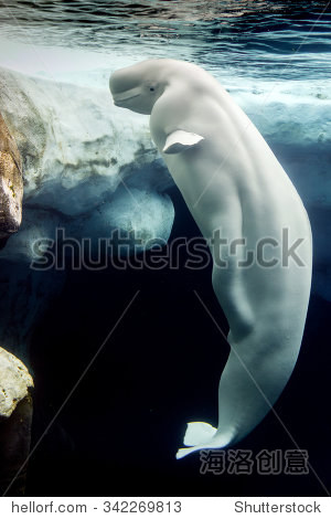 白鲸水下白海豚的肖像而吃 - 动物\/野生生物 - 站