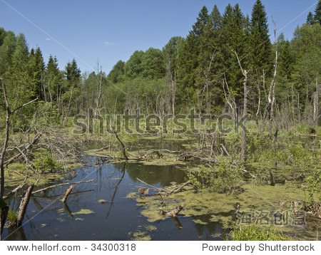 view of swamp with dry trees russia