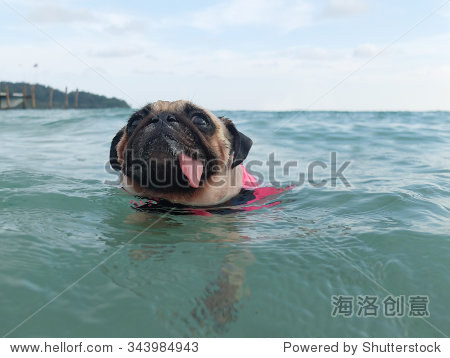 close-up face cute dog puppy pug fear and afraid water swim on