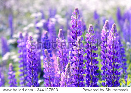 lupinus lupin lupine field with pink purple and blue flowers