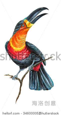 a large tropical exotic bird with colorful beak sitting of a