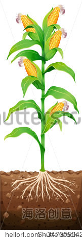 玉米在树上插图