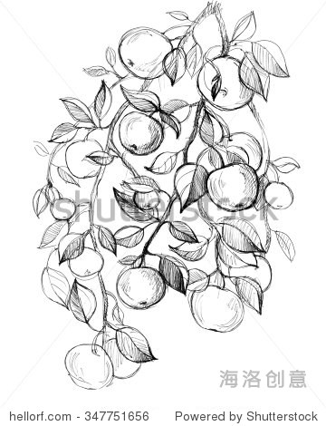 苹果树果实、叶子。手绘惊人的艺术品。爱波西