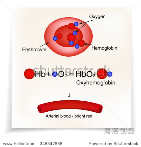 oxyhemoglobin. hemoglobin carries oxygen. infographics.