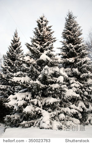 冷杉树在冬天 - 自然,公园\/户外 - 站酷海洛创意正版图片,视频,音乐素材交易平台 - Shutterstock中国独家合作伙伴 - 站酷旗下品牌
