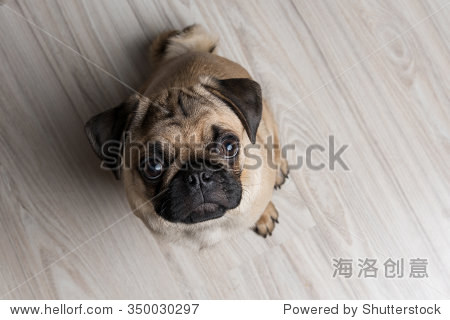 the pug puppy closeup with open mouth - 图片素材