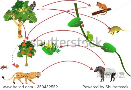 在拉丁美洲热带雨林雨林食物链,捷豹,犰狳,猴子