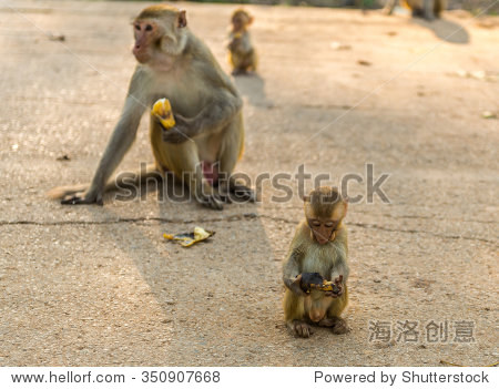 young monkey (crab-eating macaque) eating banana