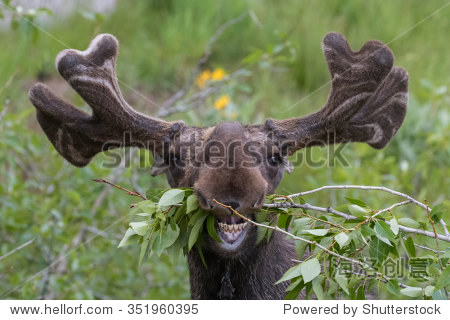 有趣的尴尬的驼鹿吃树枝-动物\/野生生物,自然-
