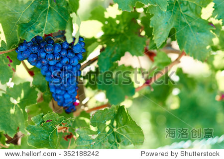 bunch of grapes on a vine in fall / the winegrowers grapes on a