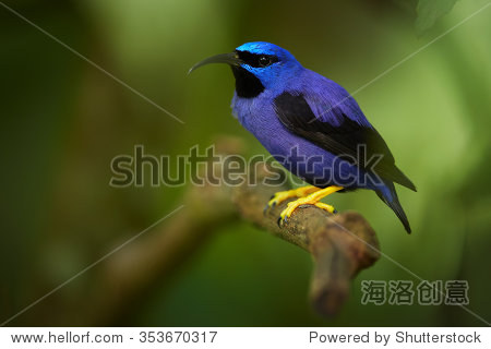 colorful blue and purple male cyanerpes caeruleus