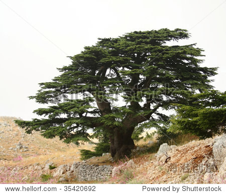 cedar tree in lebanon - 图片素材 - 站酷海洛plus