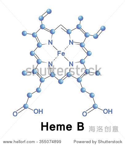 heme b is the part of both hemoglobin and myoglobin and also