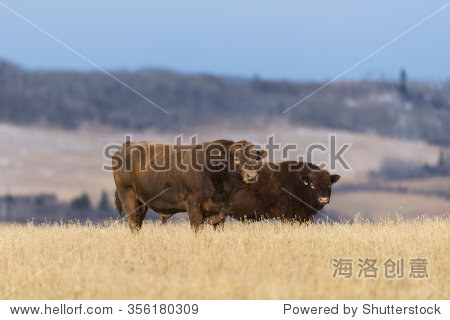 cattle at pasture in the foothills of alberta canada