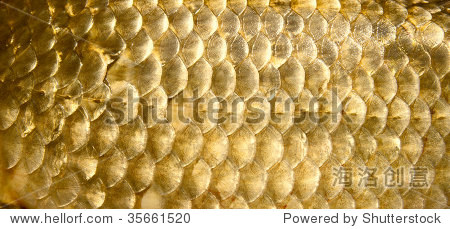crucian carp scales, close-up - natural texture