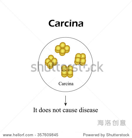 the bacterium sarcina. infographics. illustration