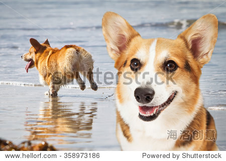 two pembroke welsh corgi dogs having fun at the beach on a sunny