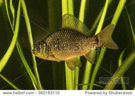 crucian carp fish swimming in the pond