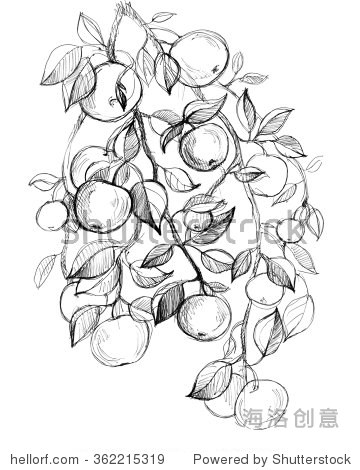 coloring book page for苹果树简笔画苹果树线稿苹果树手绘画苹果树