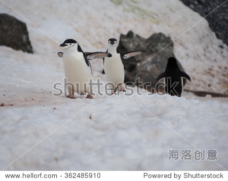 在南极企鹅走路半月弯刀岛上冷却血液通过他们