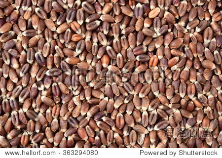 organic whole grain wheat kernels on white background