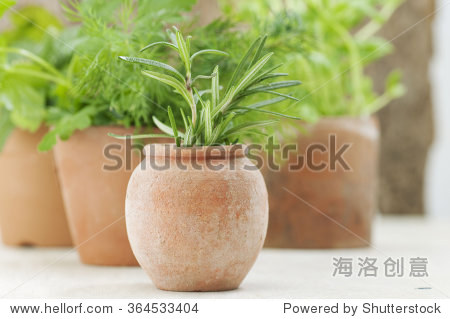 herbs in small terracotta pots