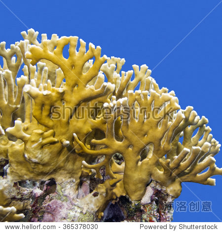 coral reef with fire coral on a background of blue water under