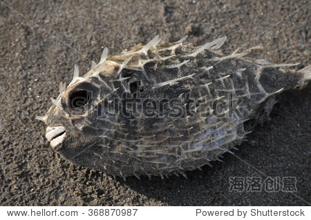 干死河豚鱼在沙地上 - 自然 - 站酷海洛创意正版