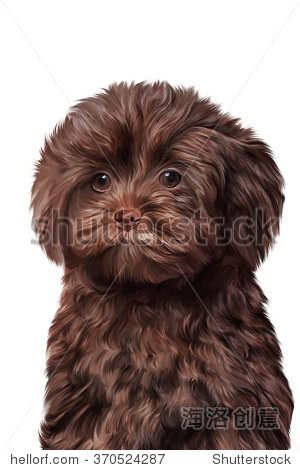 drawing brown puppy toy poodle portrait on a white background