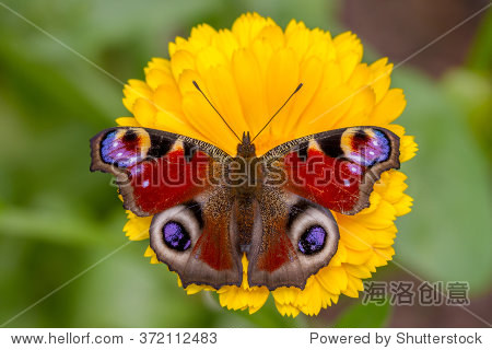 peacock (inachis io) butterfly on a calendula flower