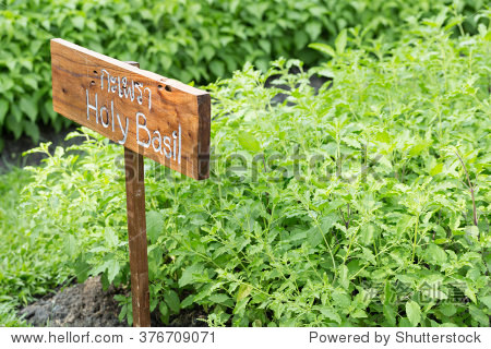 神圣罗勒植物神圣罗勒蔬菜种植面积泰国草药 