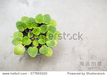small green plant in a little plastic pot top view on cemant