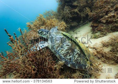 chelonia mydas black sea turtle on the coral reef in the