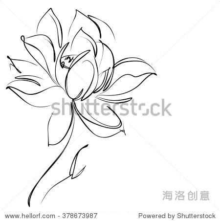 floral flower natural design. graphic, sketch drawing. lily