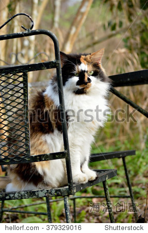女杂色猫老杂草丛生的花园,坐在户外铁艺家具