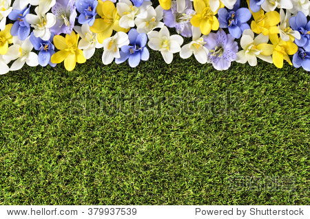 spring flower border background top view grass copy space