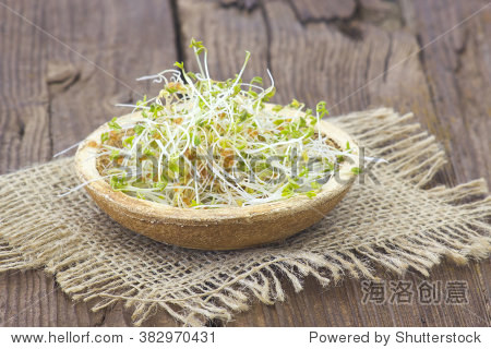 garden cress sprouts