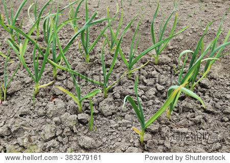 如何种植大蒜视频 383279161.jpg