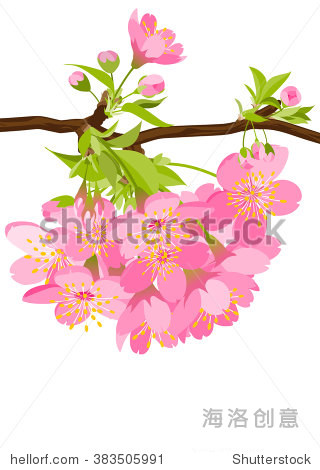 time春天花彩色简笔pink springc樱花 closeupcherry flowerspring