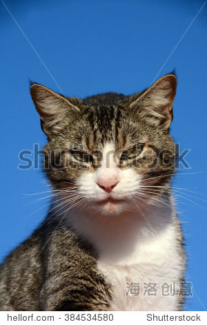 家猫的头像警报面部表情在蓝天的背景前面。