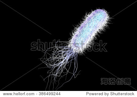 bacterium pseudomonas aeruginosa isolated on black background
