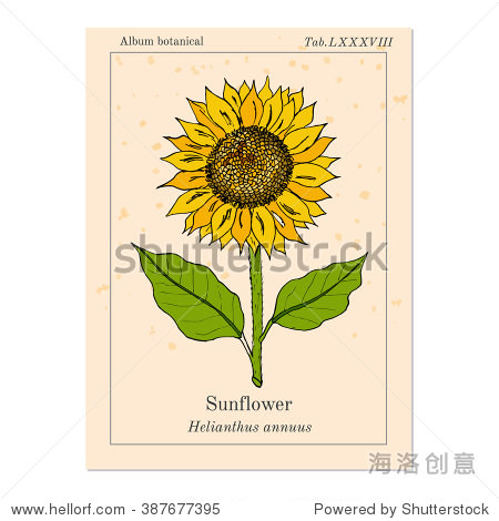 sunflower (helianthus annuus).